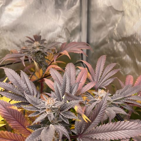 Lemon Cherry Gelato growlog timeline photo