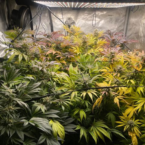 Grow Pictures #2 growlog timeline photo