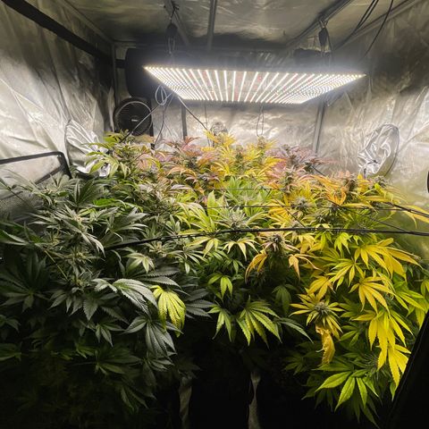 Grow Pictures #2 growlog timeline photo