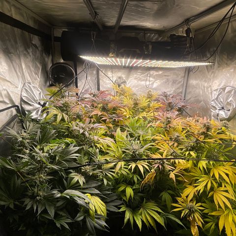 Grow Pictures #2 growlog timeline photo