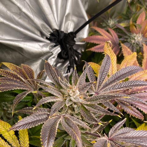 Hella Jelly  growlog timeline photo