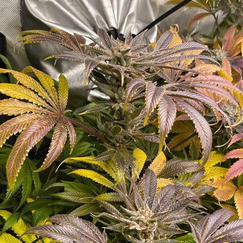 Hella Jelly  growlog timeline photo
