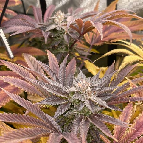 Notorious THC growlog timeline photo