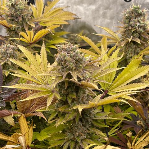 Fat Bastard growlog timeline photo
