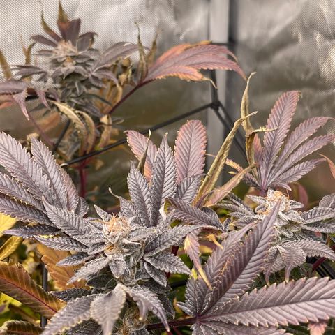 Lemon Cherry Gelato growlog timeline photo