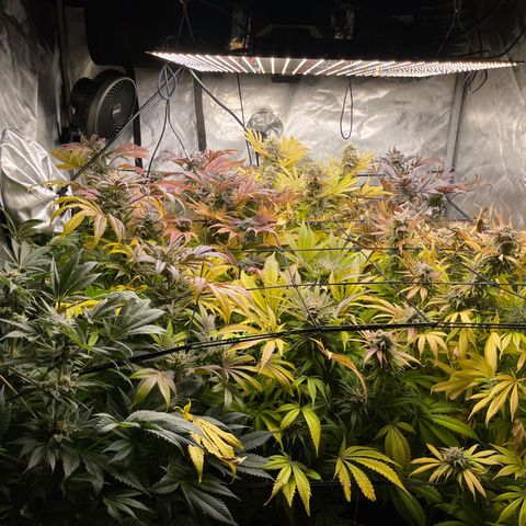 Grow Pictures #2 growlog timeline photo