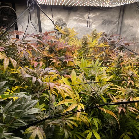 Grow Pictures #2 growlog timeline photo