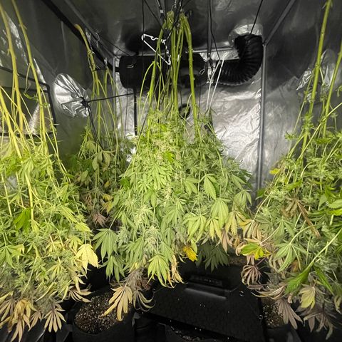 Grow Pictures #2 growlog timeline photo
