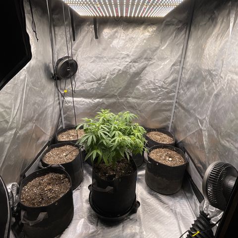 Grow Pictures #2 growlog timeline photo