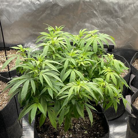 Grow Pictures #2 growlog timeline photo