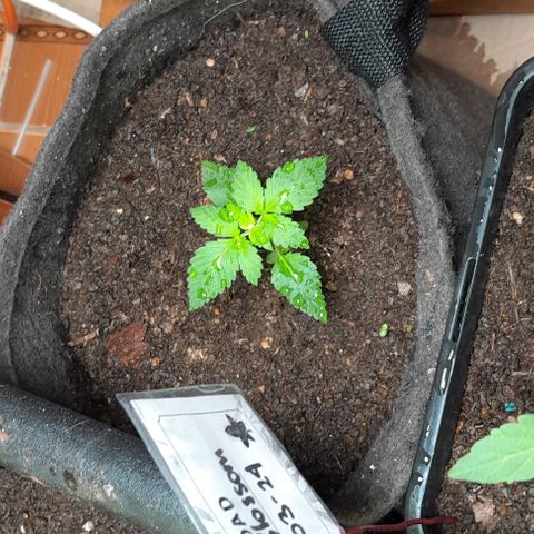 Flor 🌹 growlog photo: Despues de aplicación de Top Veg
