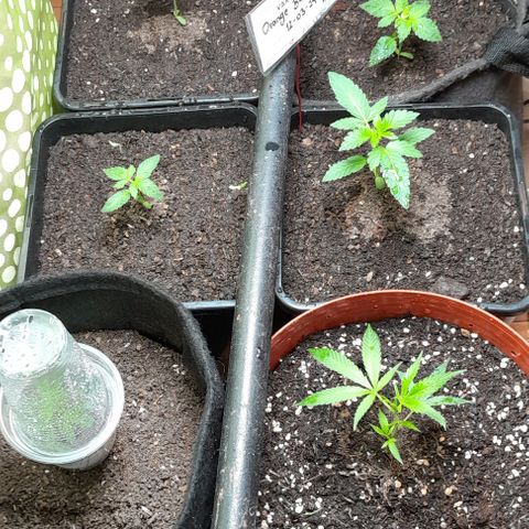 Flor 🌹 growlog photo: Continua el crecimiento evidente. 