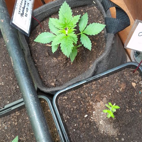 Flor 🌹 growlog photo: Se evidencia crecimiento constante despues del Top Veg. 