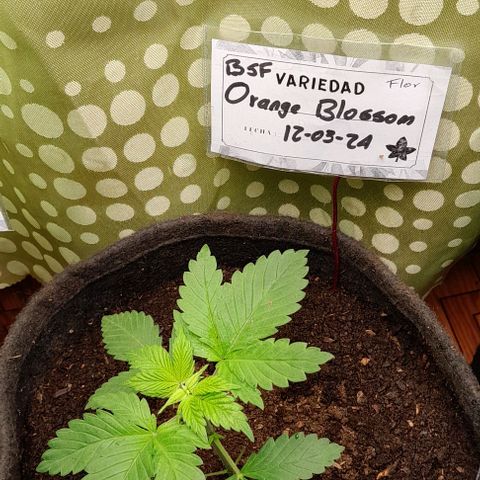 Flor 🌹 growlog photo: Minutos despues del Top Veg semana 3