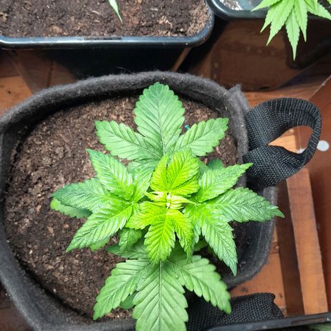 Flor 🌹 growlog timeline photo