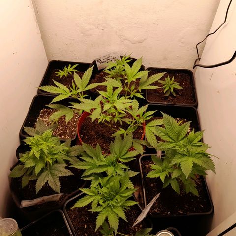 Flor 🌹 growlog timeline photo