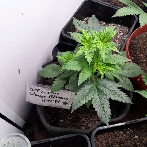 Flor 🌹 growlog photo: Crecimiento despues de 24 horas del Top Veg a inmersión 