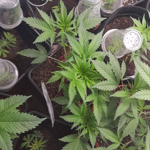 Flor 🌹 growlog timeline photo