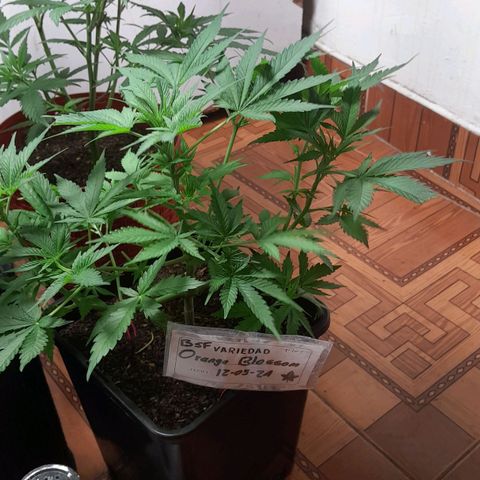Flor 🌹 growlog timeline photo