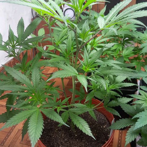 Pera 🍐  growlog photo: Antes de Foliacion 