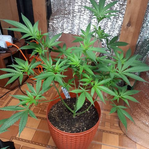 Pera 🍐  growlog photo: Dia despues del riego.