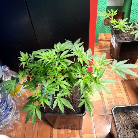 Flor 🌹 growlog photo: Dia despues del riego