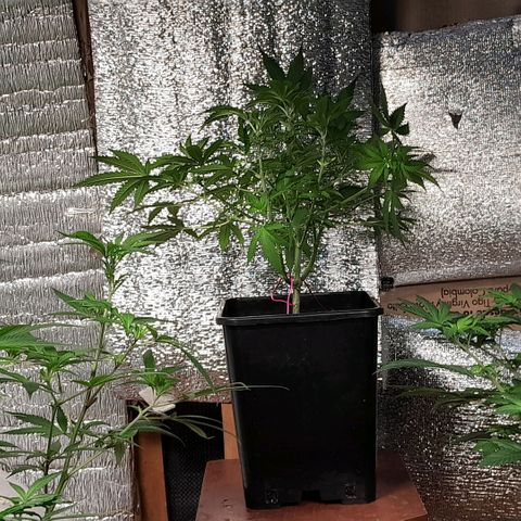 Flor 🌹 growlog timeline photo