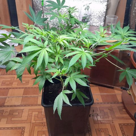 Flor 🌹 growlog timeline photo