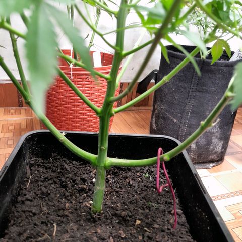 Flor 🌹 growlog photo: Dia de poda