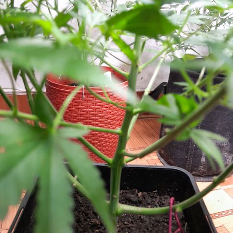 Flor 🌹 growlog photo: Dia de poda