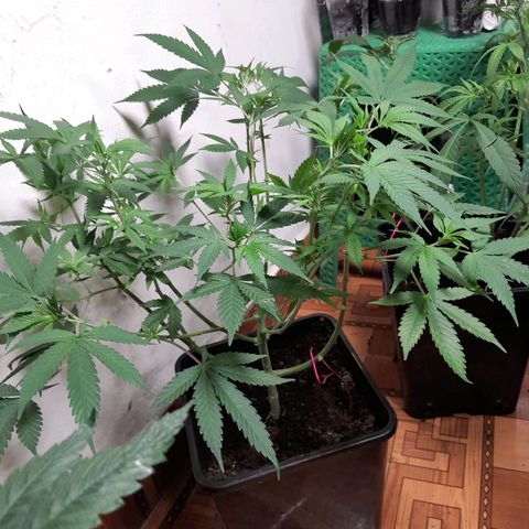 Flor 🌹 growlog timeline photo