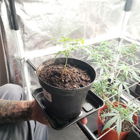 Pera 🍐  growlog timeline photo