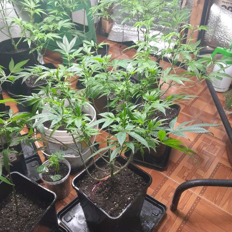Flor 🌹 growlog timeline photo