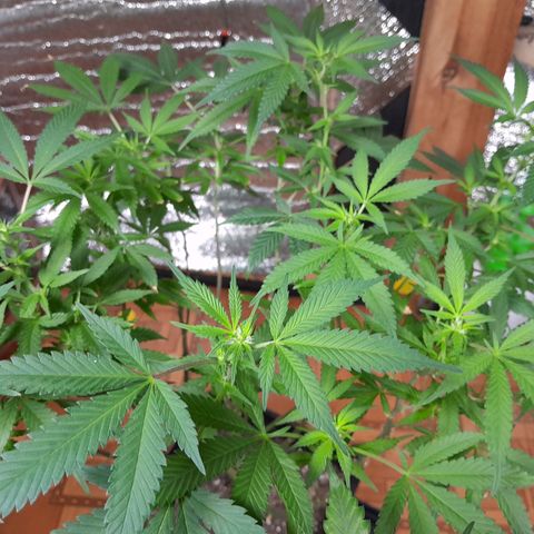 Flor 🌹 growlog photo: Segunda semana de Floración, sexando. 