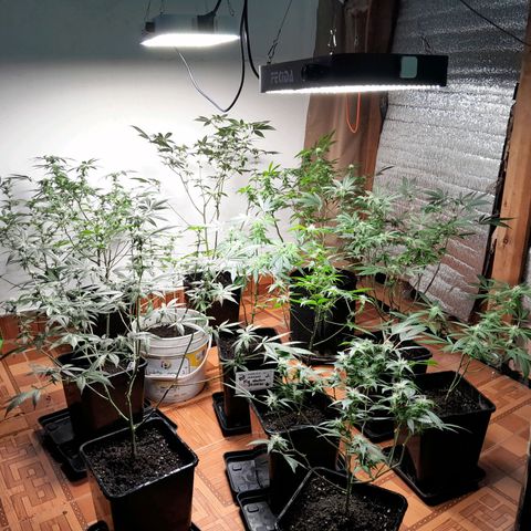 Flor 🌹 growlog timeline photo
