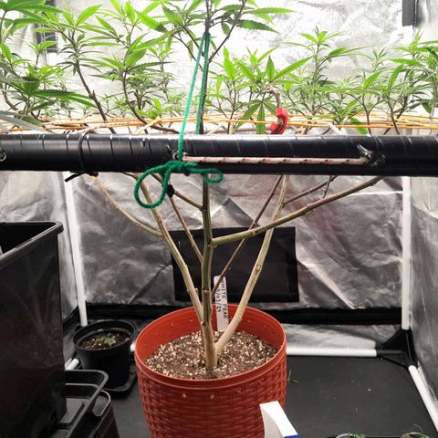 Pera 🍐  growlog timeline photo