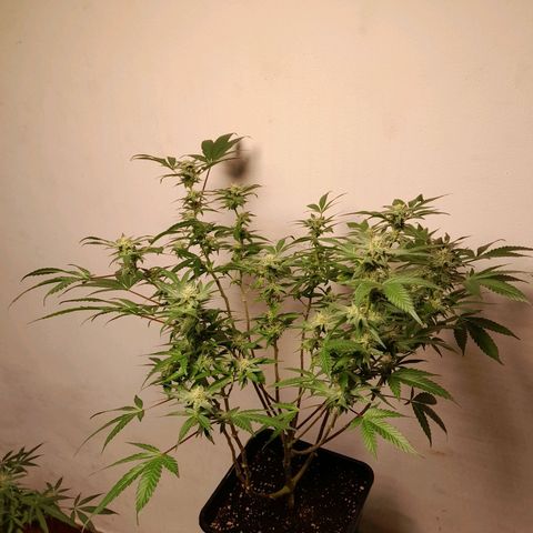 Flor 🌹 growlog timeline photo