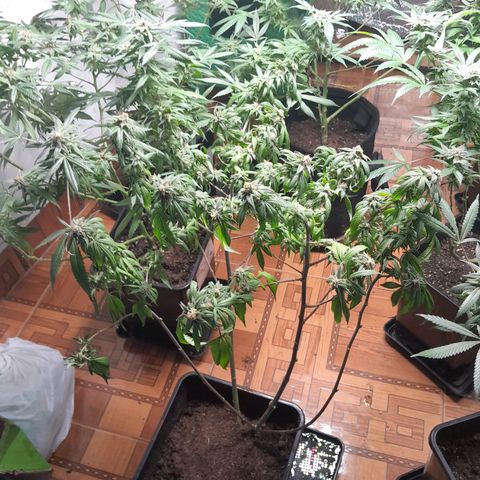 Flor 🌹 growlog photo: Se evidencia deterioro, se opta por hidratar con inmersion
 
