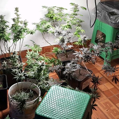 Flor 🌹 growlog timeline photo