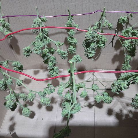 Flor 🌹 growlog timeline photo