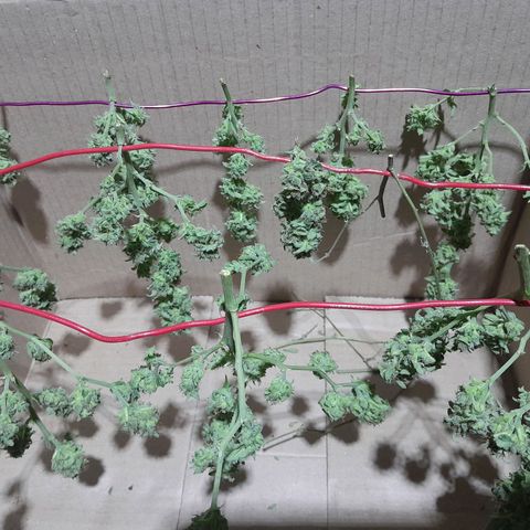 Flor 🌹 growlog timeline photo