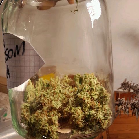 Flor 🌹 growlog timeline photo