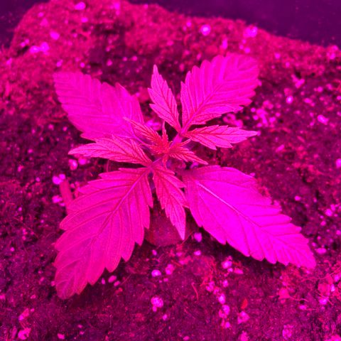 Bubblelicious Auto growlog timeline photo