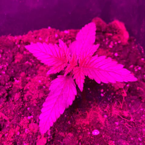 Bubblelicious Auto growlog timeline photo