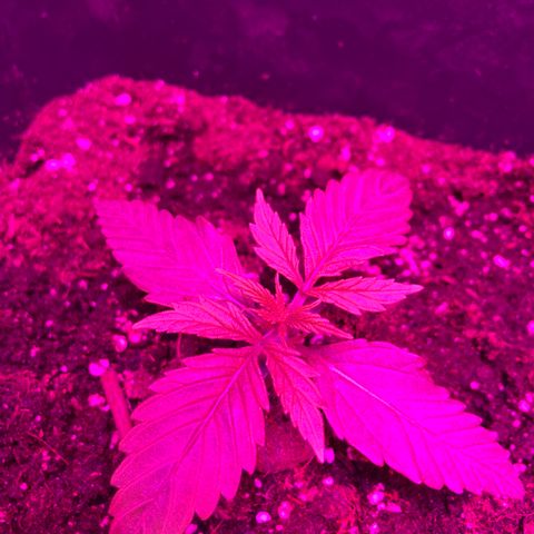 Bubblelicious Auto growlog timeline photo