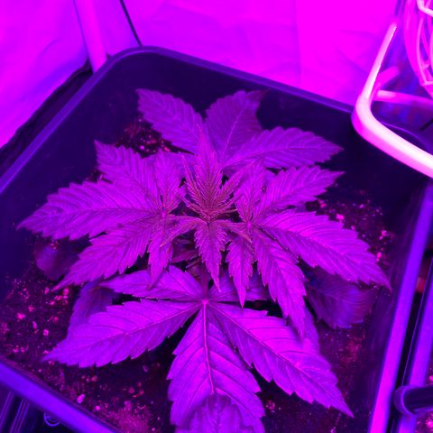Bubblelicious Auto growlog timeline photo