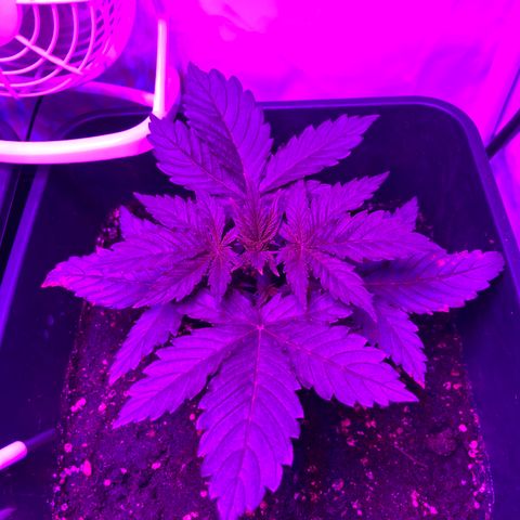 Bubblelicious Auto growlog timeline photo