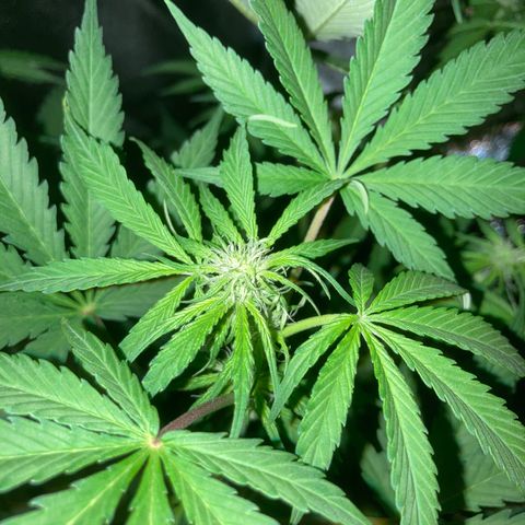 Bubblelicious Auto growlog timeline photo