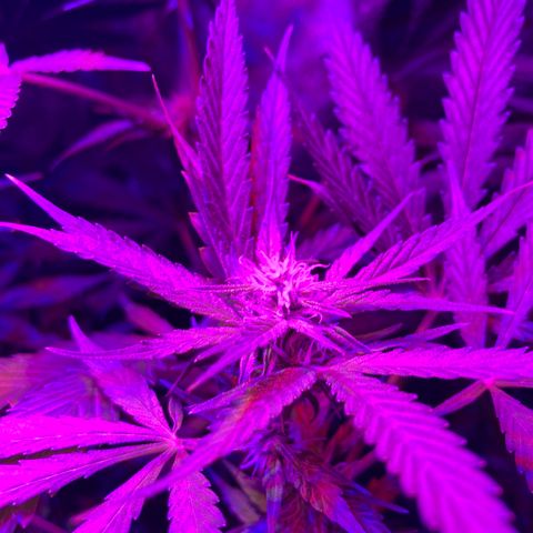 Bubblelicious Auto growlog timeline photo