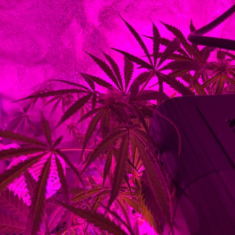 Bubblelicious Auto growlog timeline photo